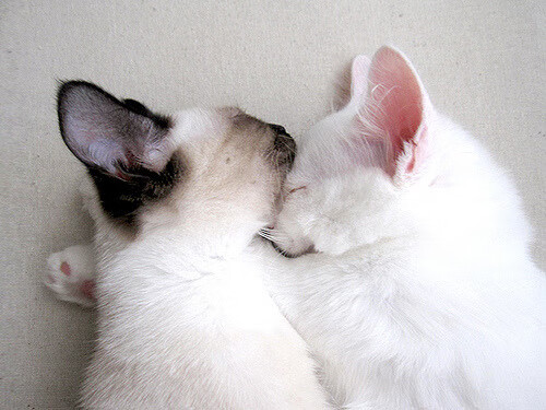 数字智慧场馆“天眼”系统助力赛场安全，行业基础保障持续优化