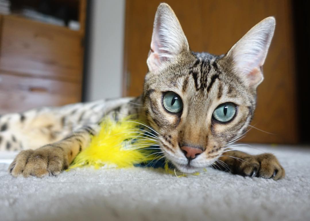 九游体育网页版-_极限滑板竞速：城市街头的速度狂欢_，极限滑板车百科