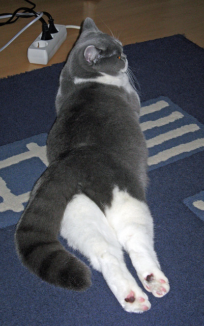 9游电竞站-德甲：拜仁5-1狂胜汉堡，莱万梅开二度，拜仁10分领跑德甲